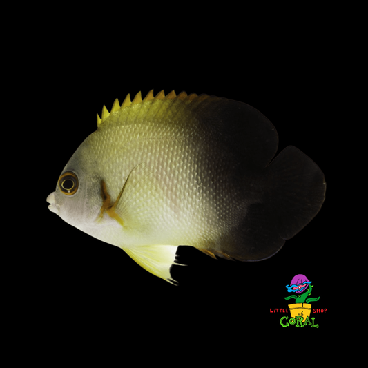 Half Black Angelfish (Centropyge heraldi)