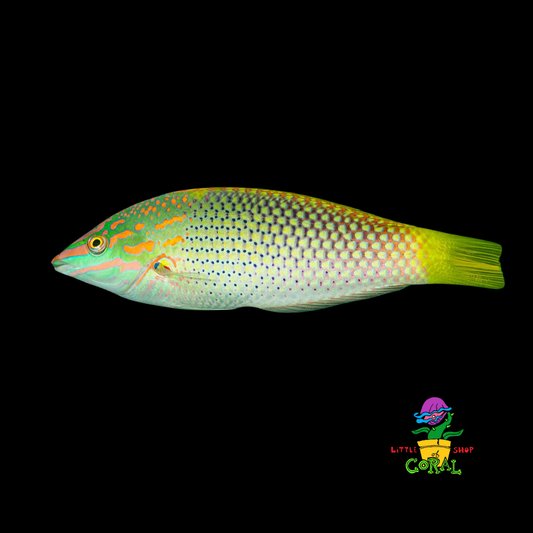 Checkerboard Wrasse (Halichoeres hortulanus)