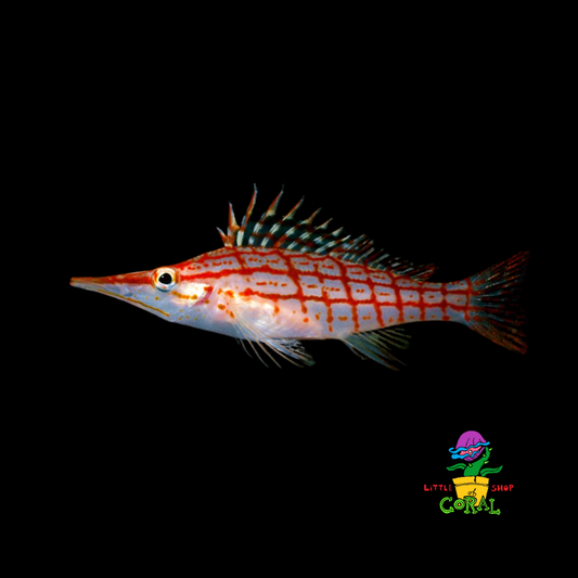 Longnose Hawkfish (Oxycirrhites typus)