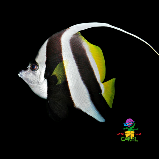 White Banner Butterflyfish (Heniochus acuminatus)