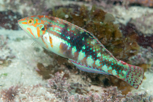 Nebulous Wrasse (Halichoeres nebulosus)