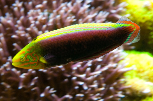 Radiant Wrasse (Halichoeres iridis)