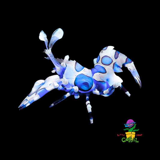 Harlequin Shrimp (Hymenocera picta)