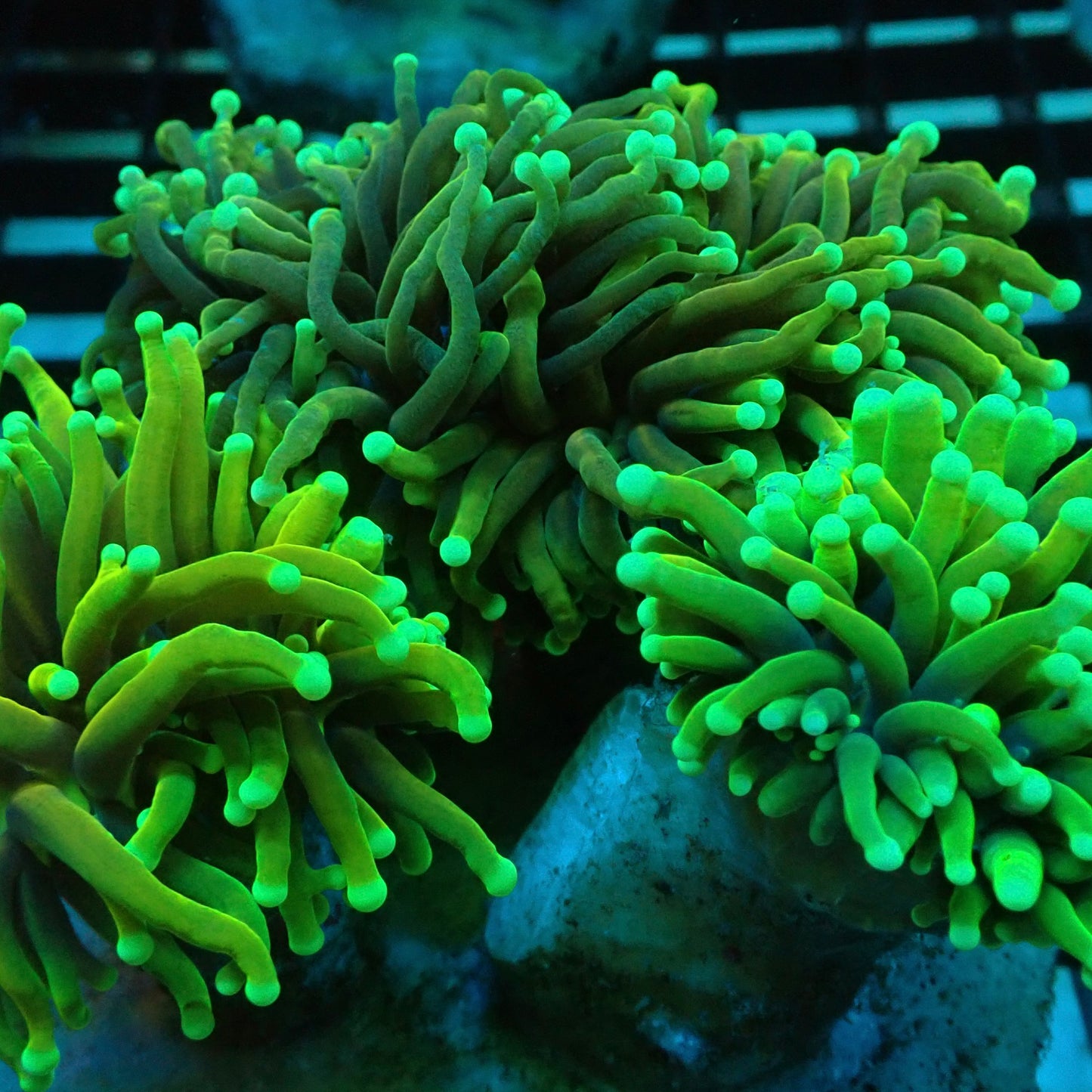 Hellfire Torch Coral (Euphyllia glabrescens)