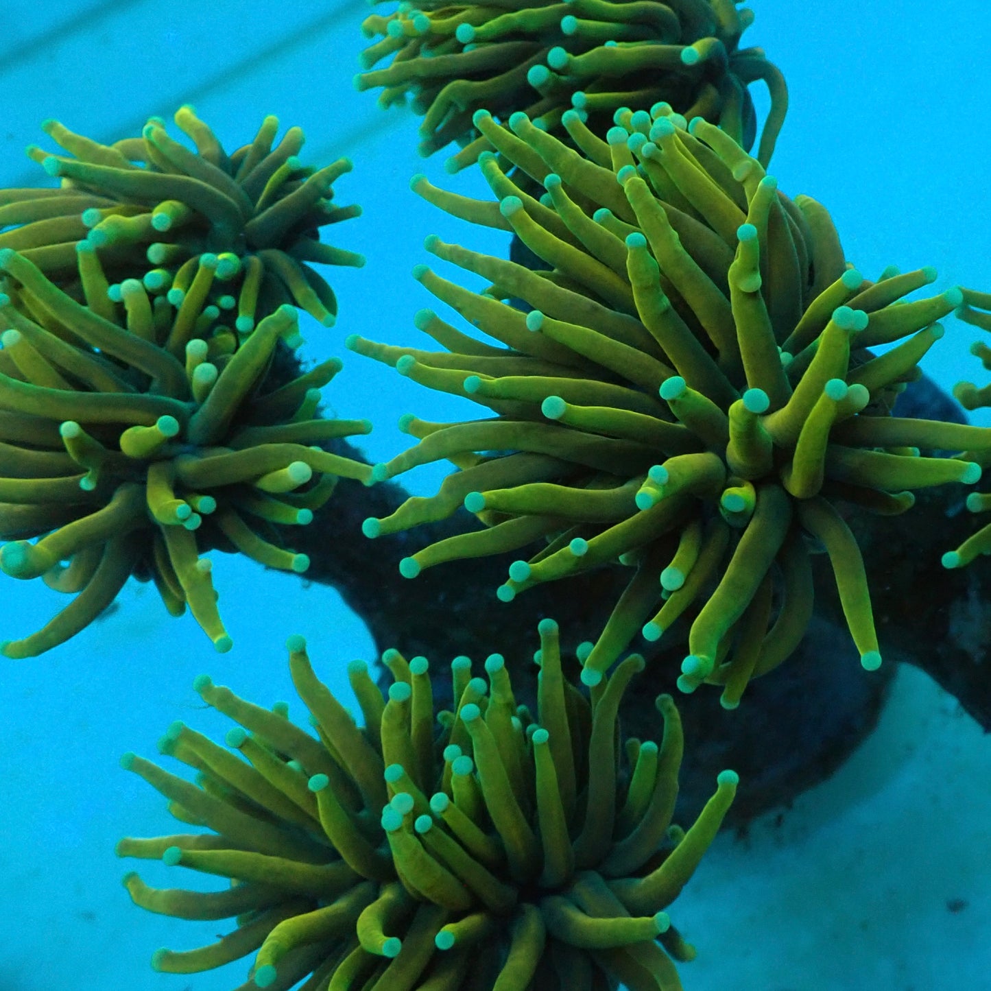 Hellfire Torch Coral (Euphyllia glabrescens)