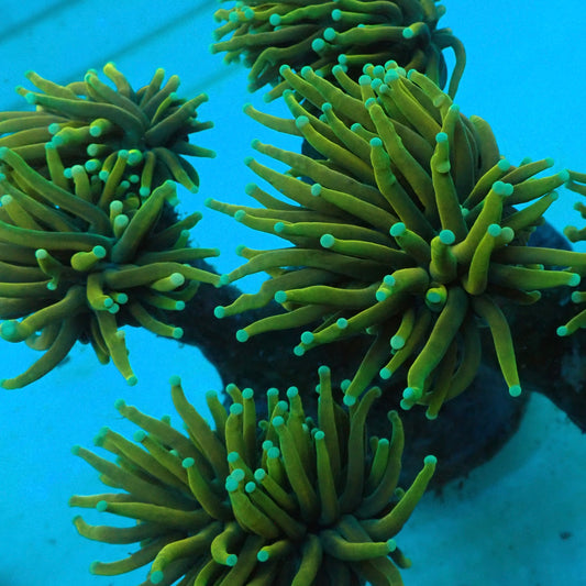 Hellfire Torch Coral (Euphyllia glabrescens)