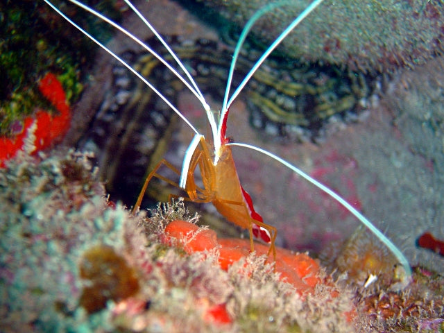 Cleaner Shrimp (Lysmata grabhami)