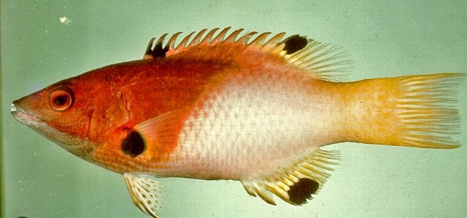 Red fish with black spots on a green background