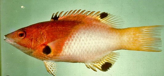 Red fish with black spots on a green background