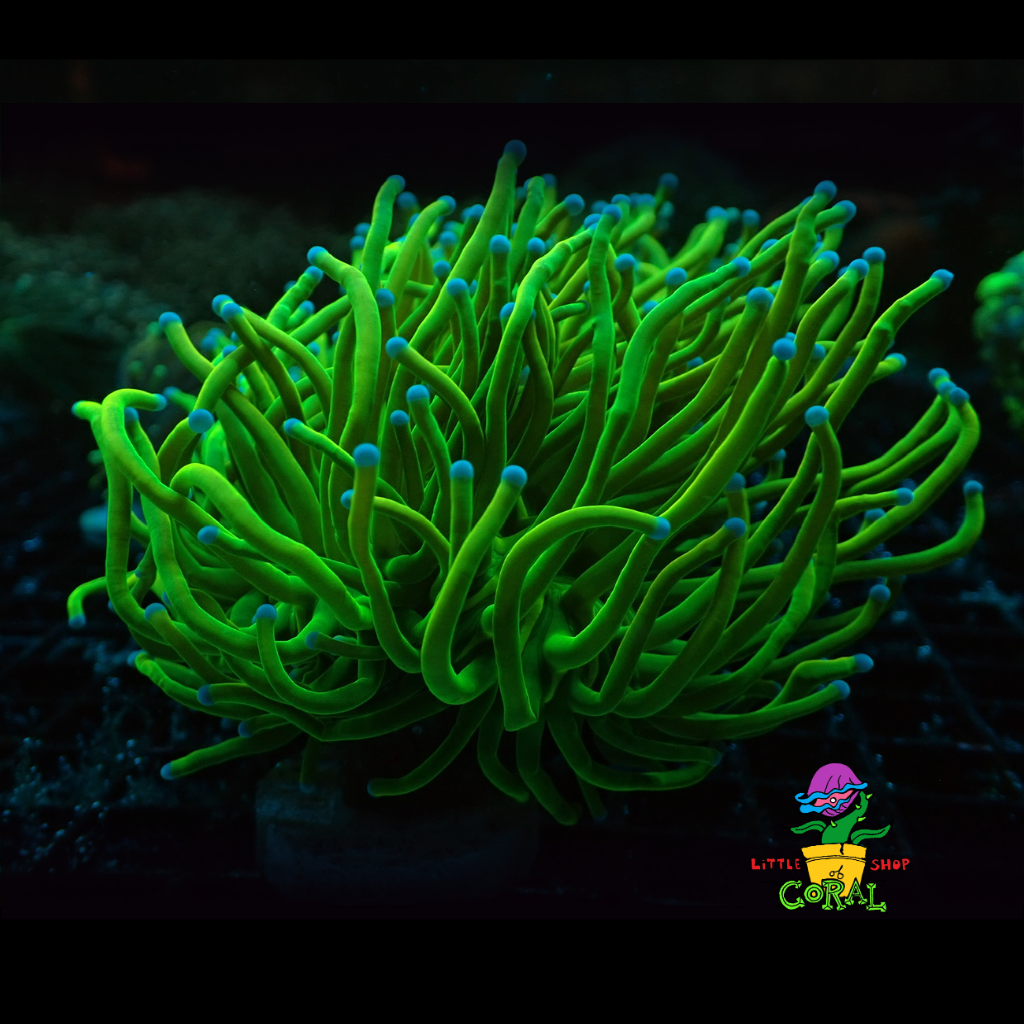 Holy Grail Torch Coral (Euphyllia glabrescens) (A7)