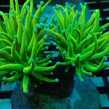 Holy Grail Torch Coral (Euphyllia glabrescens)