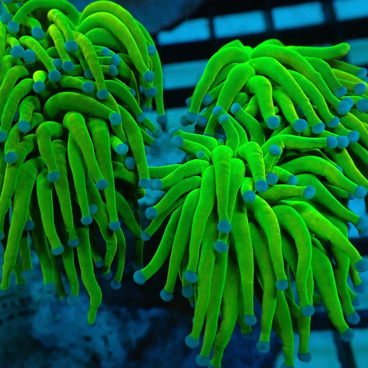 Holy Grail Torch Coral (Euphyllia glabrescens)