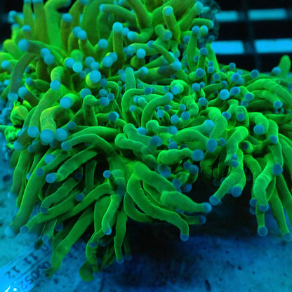 Holy Grail Torch Coral (Euphyllia glabrescens) (A7)