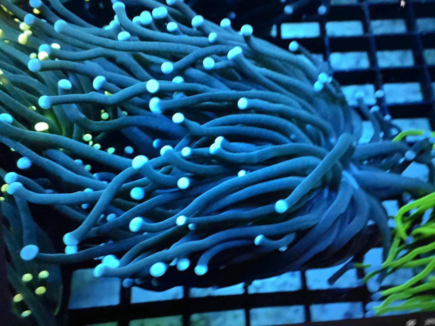 Black Blue Tip Torch (Euphyllia glabrescens) (A50)
