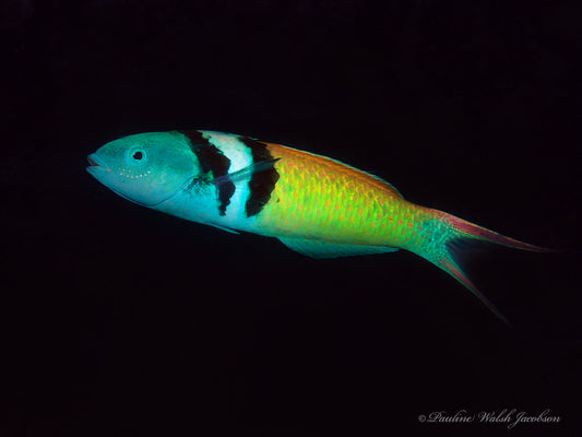 Blue head Wrasse (Thalasomma bifasciatum)