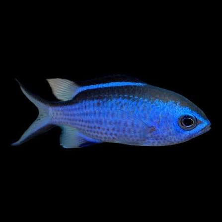 Blue reef Chromis (Chromis Cyaneus)