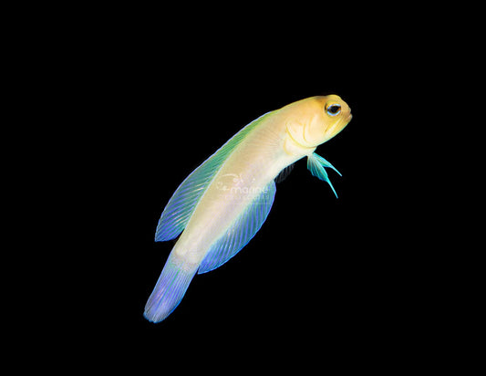 Pearly Jawfish (opistognathus aurifrons)