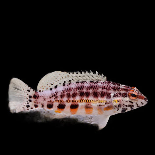 Lantern Basslet (Serranus Baldwini)