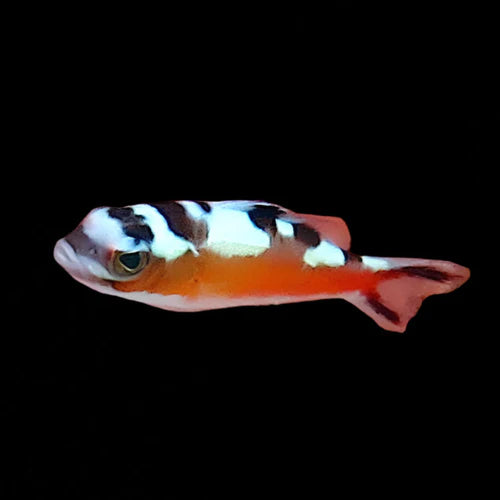 Basslet Tobacco ( Serranus Tabacarius)