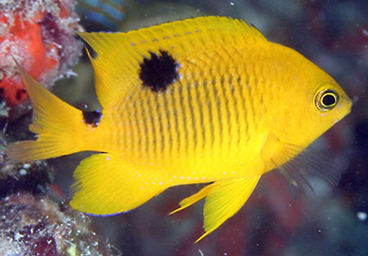 Yellow Damsel (Stegastes Planifrons)