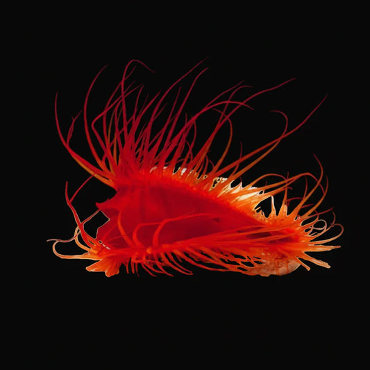 Flame Scallops (Lima Scarbra)
