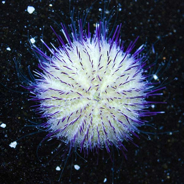 Pincushion Urchin (Lytechinus variegatus)