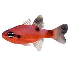Flame Cardinal