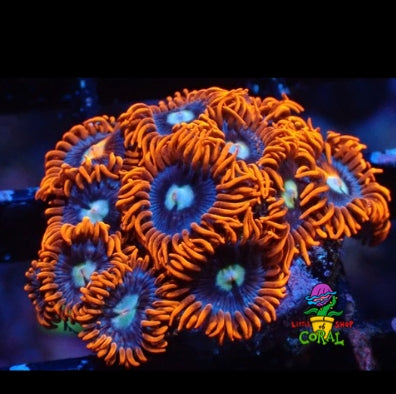 Fire and Ice Zoanthids (Zoanthus sp.) (B2)