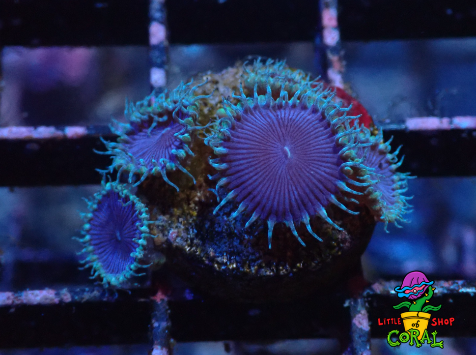 Blue Death Zoanthids (Zoanthus sp.) (B10)