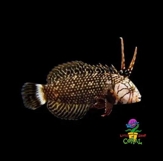 DRAGON WRASSE(Novaculichthys taeniourus)