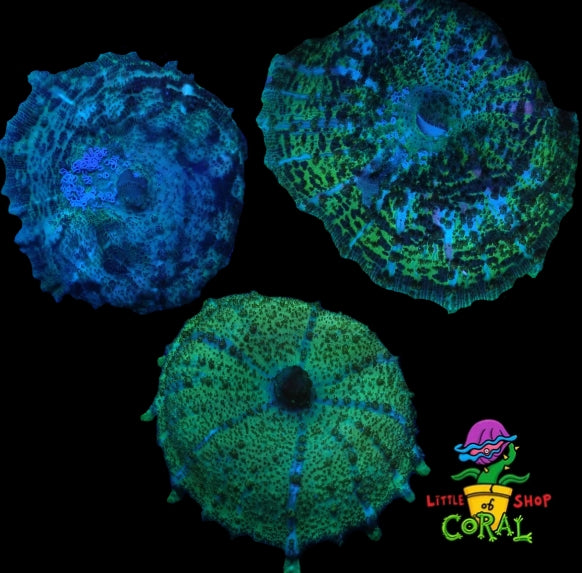 Neglecta Mushroom