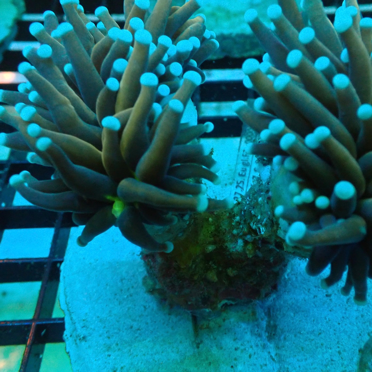 Joker Blue Tipped Torch Coral (Euphyllia glabrescens