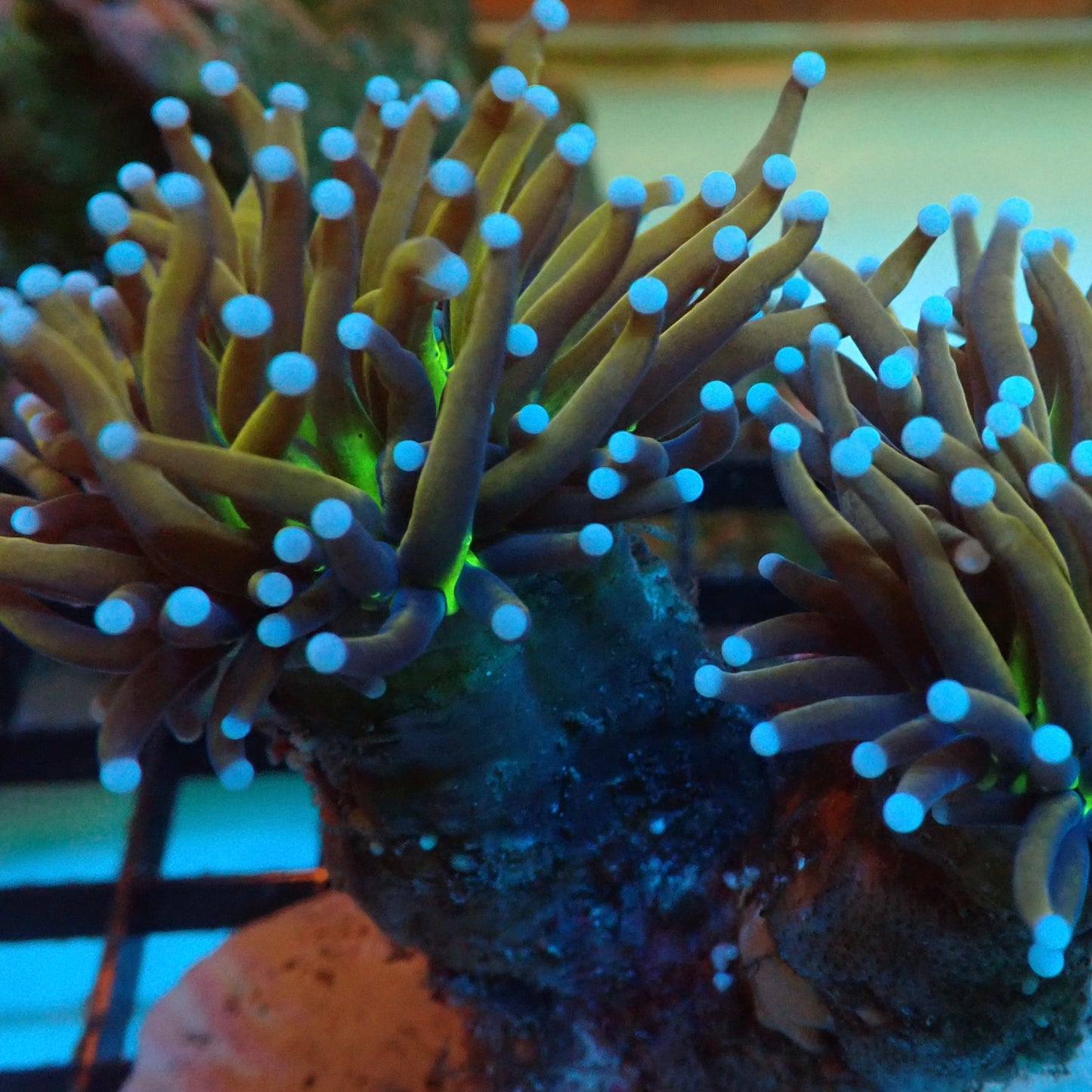 Joker Blue Tipped Torch Coral (Euphyllia glabrescens