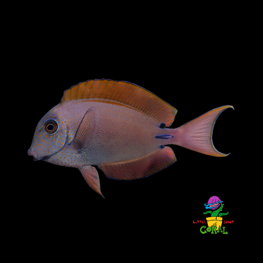 Lavender Tang (Acanthurus nigrofuscus)