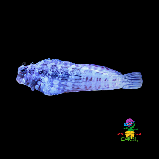 Lawnmower Blenny (Salaries fasciatus)