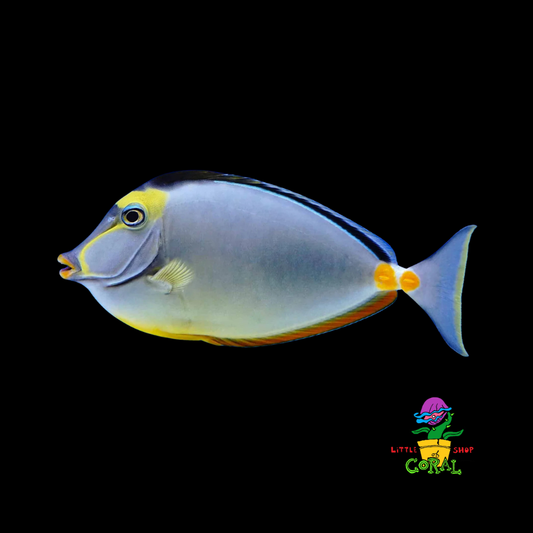 Lipstick Naso Tang (Naso lituratus)