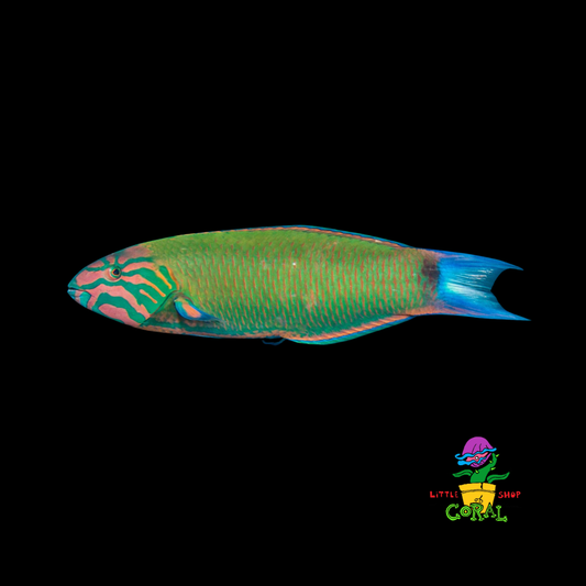 Lunar Wrasse (Thalassoma lunare)