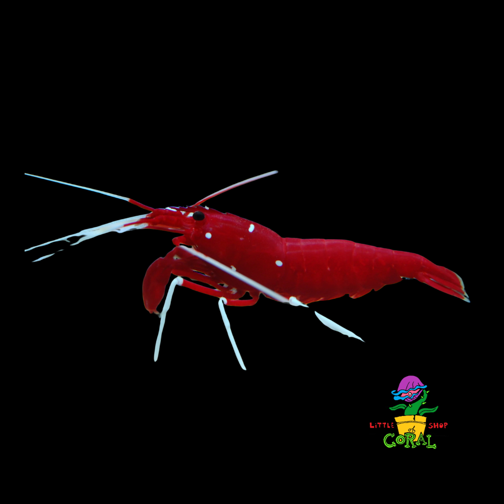 Fire Shrimp (Lysmata debelius)