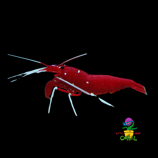 Fire Shrimp (Lysmata debelius)