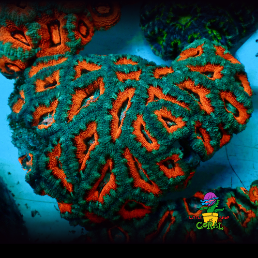 Large Multi Colour Acan Colony (Acanthastrea lordhowensis) (A26)