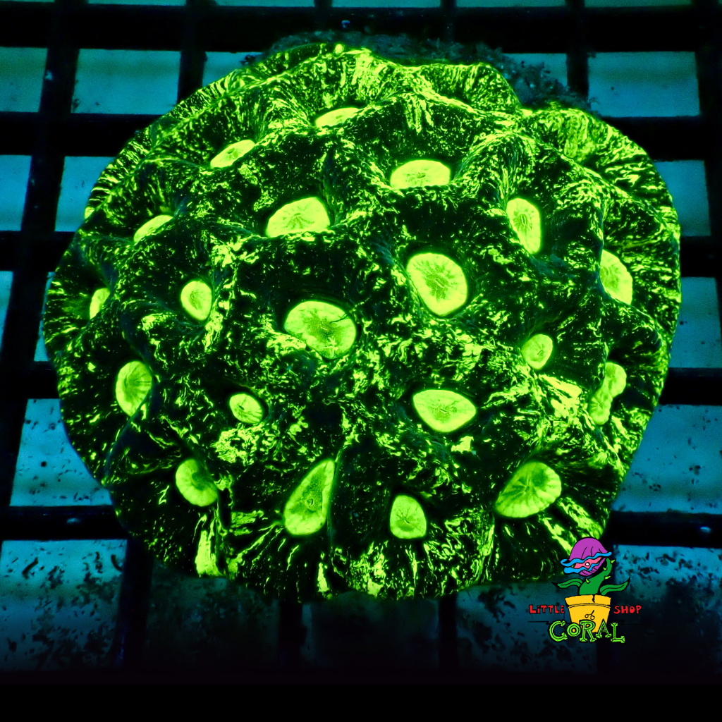Meteor Coral (Goniastrea spp.) (A46)