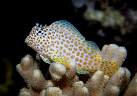 Leopard Blenny (Exallias brevis)