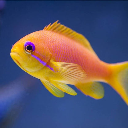 Lyretail Anthia (Pseudanthias squamipinnis)