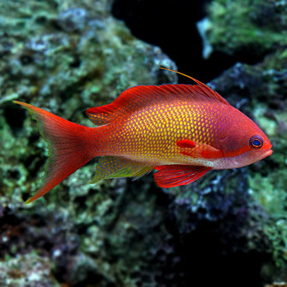Lyretail Anthia (Pseudanthias squamipinnis)
