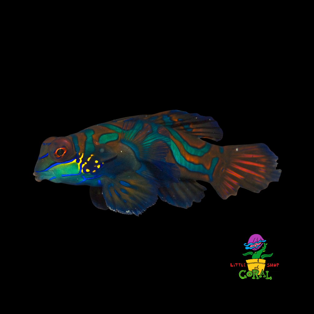Green Mandarin Dragonet (Pterosynchiropus splendidus)