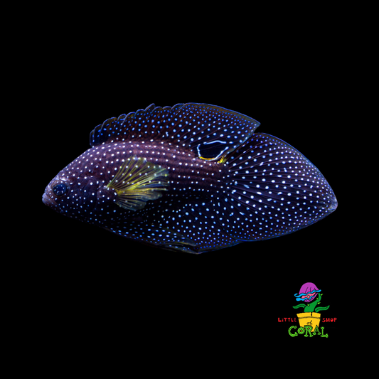 Marine Betta (Calloplesiops altivelis)