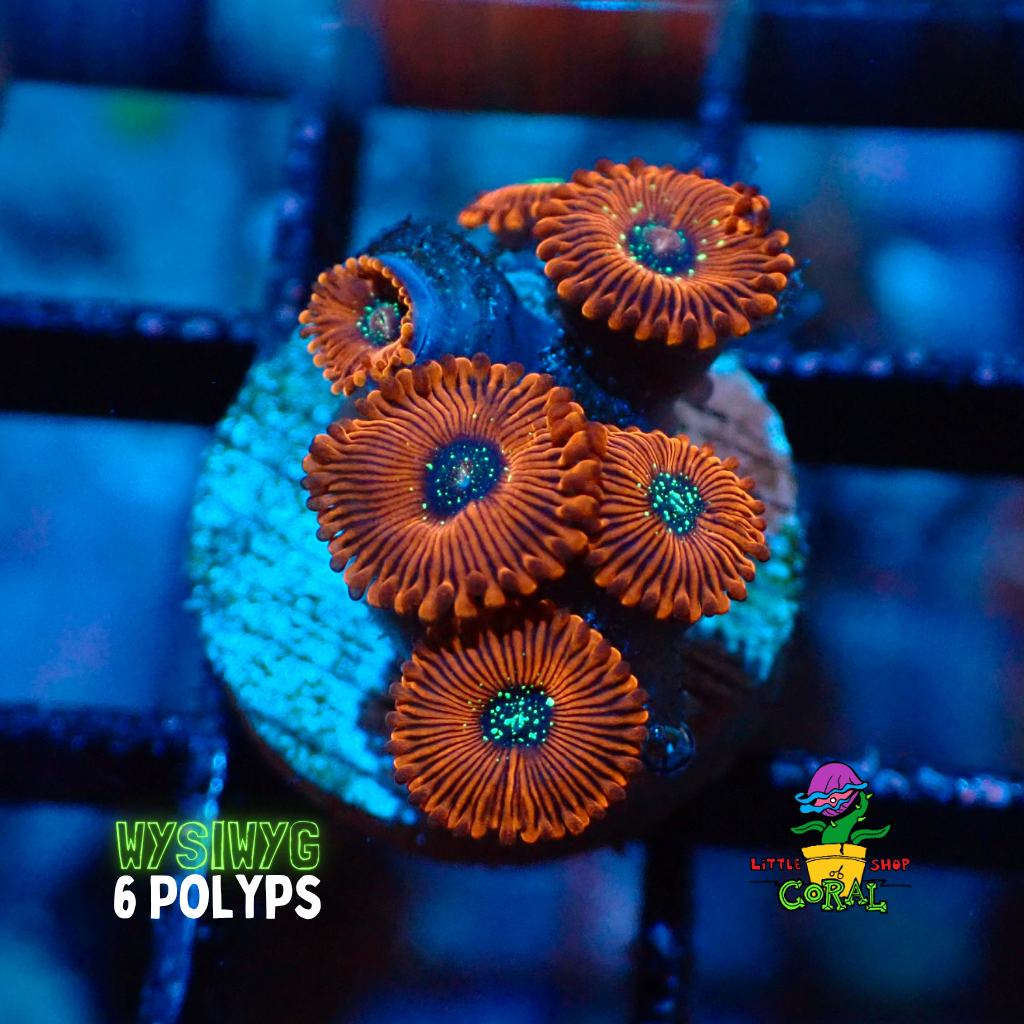 Close-up of vibrant orange magician zoanthid coral polyps with a blurred blue background, featuring 'Little Coral Shop' logo.
