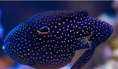 Blue fish with white spots on a blurred background