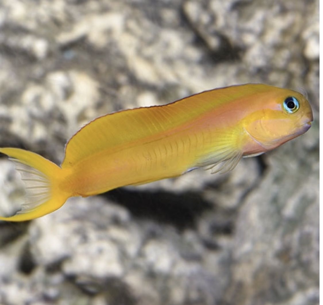 Midas Blenny (Exallias midas)