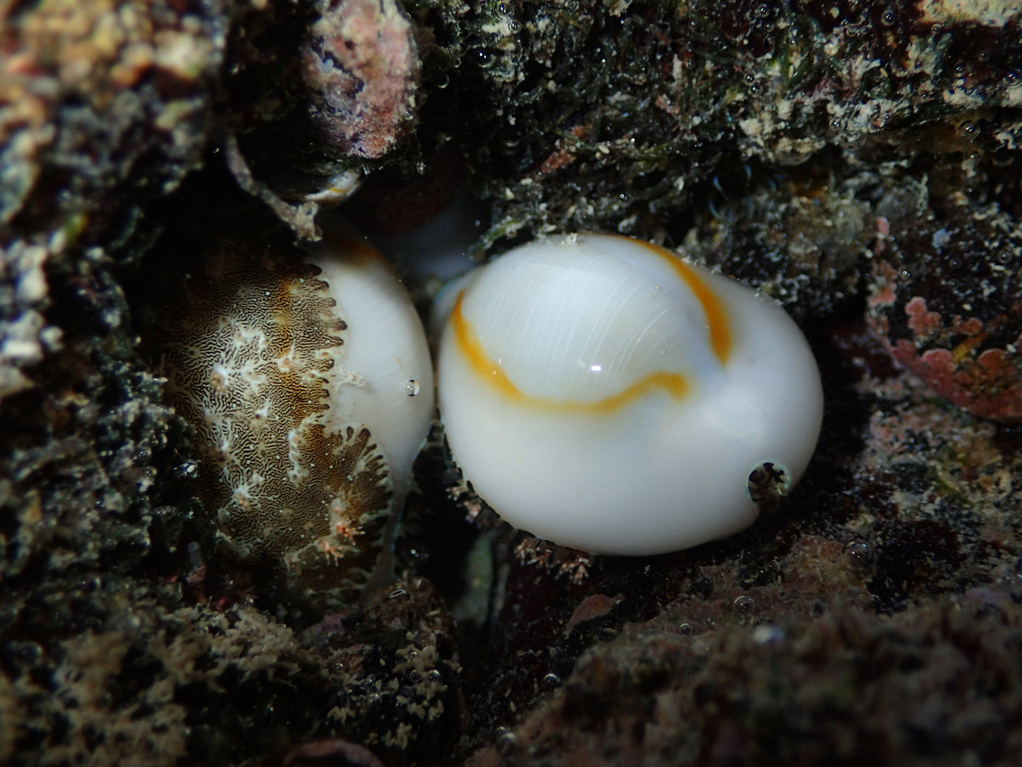Gold Ring Cowrie (Monetaria annulus)